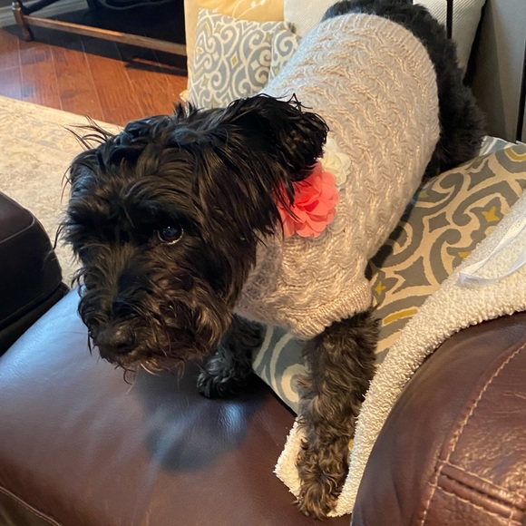 Dog Sweater with Floral Appliqué - Picture 2 of 5
